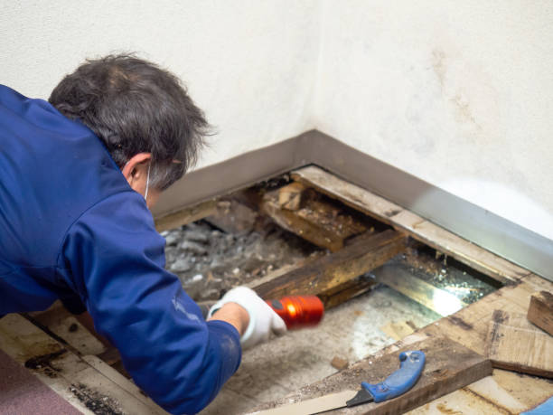 Best Local Mold Removal Service  in , MT