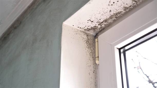 Best Attic Mold Removal  in , MT
