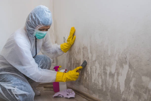 Best Toxic Mold Removal  in , MT