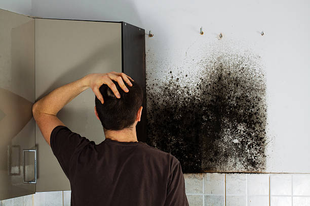 Best Commercial Mold Removal  in , MT