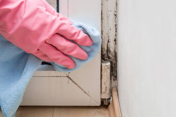 Best Mold Damage Repair  in , MT